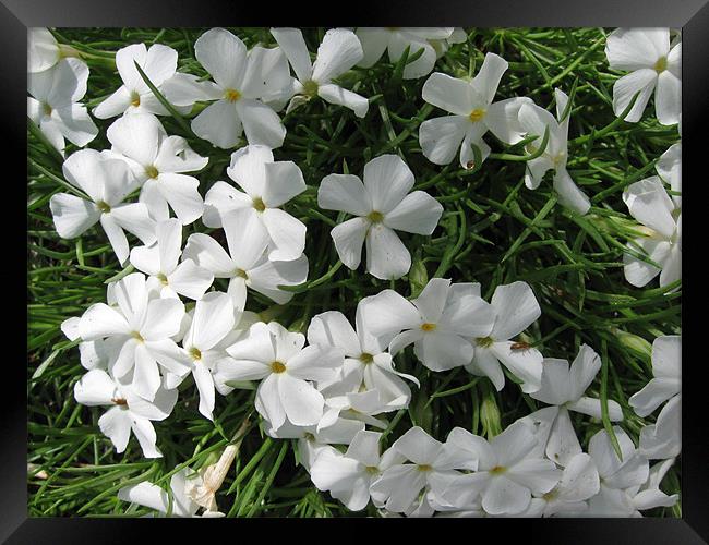 White Flowers in Grass Framed Print by Mariah Porter