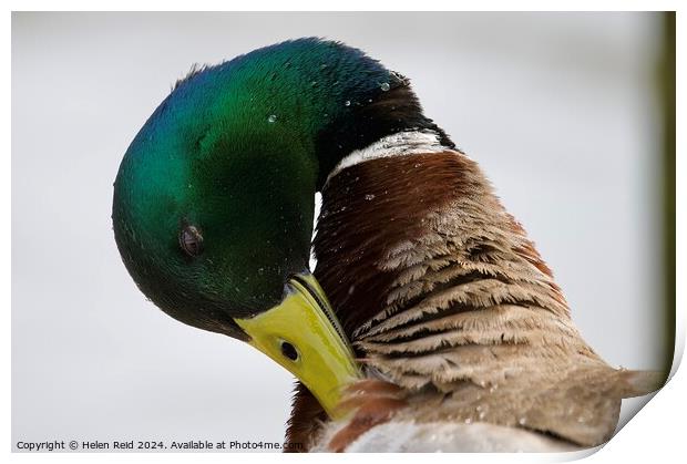 Mallard drake duck preening head shot Print by Helen Reid