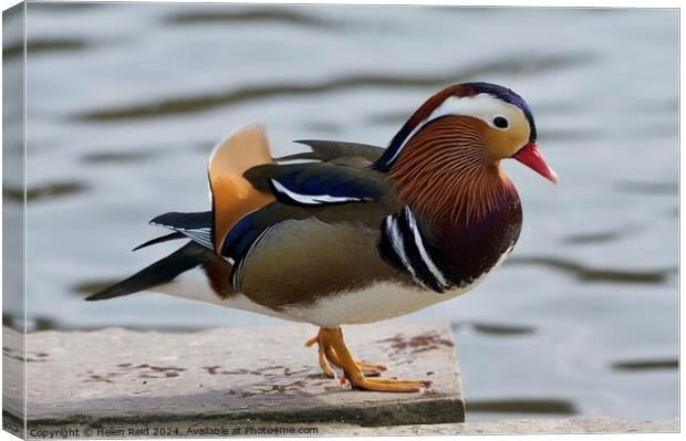 Mandarin duck side view out of water  Canvas Print by Helen Reid