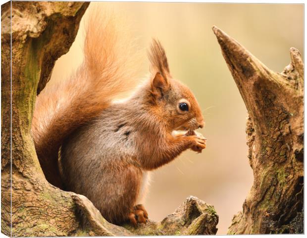 A red squirrel holding a nut  Canvas Print by Shaun Jacobs