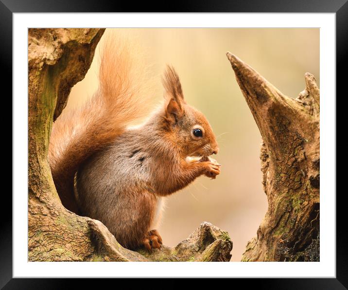 A red squirrel holding a nut  Framed Mounted Print by Shaun Jacobs
