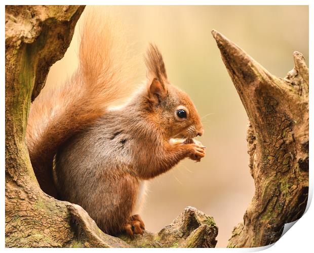 A red squirrel holding a nut  Print by Shaun Jacobs