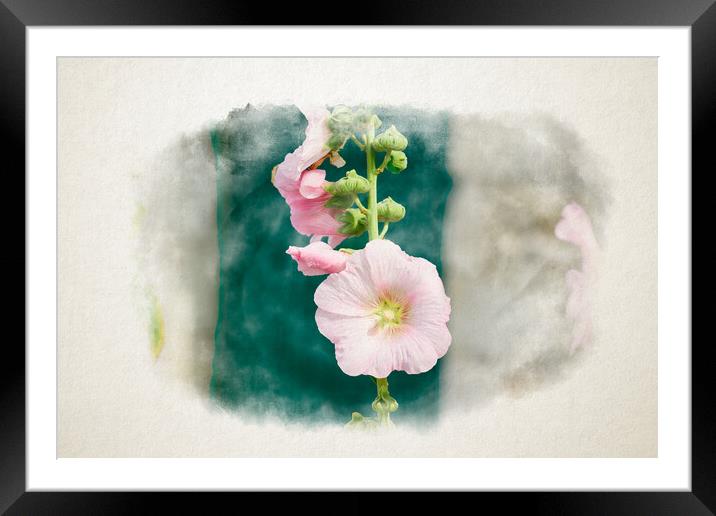 Closeup of a Hollyhock in watercolor Framed Mounted Print by youri Mahieu