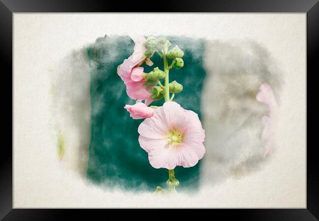 Closeup of a Hollyhock in watercolor Framed Print by youri Mahieu