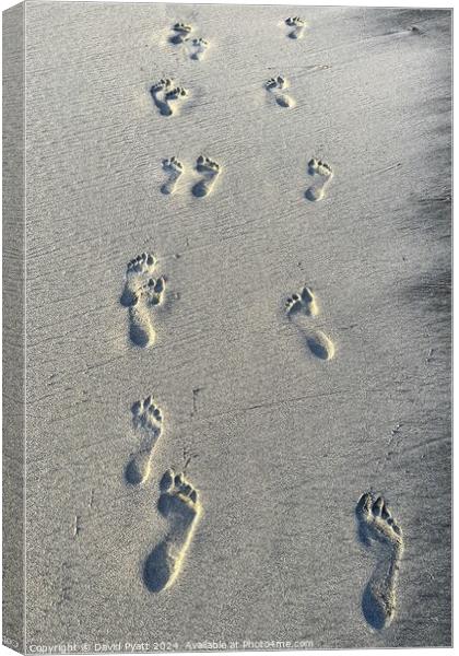 Caribbean Beach Footprints  Canvas Print by David Pyatt