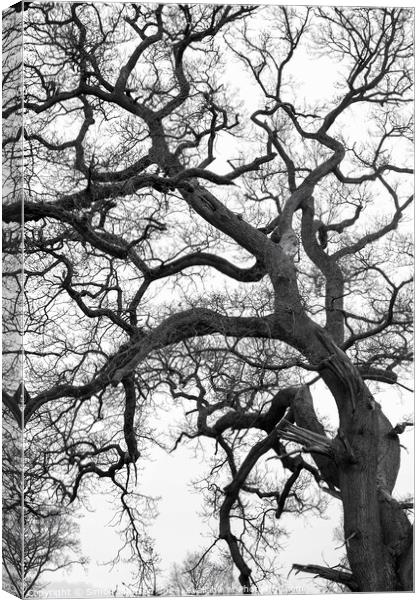 Form Pattern and texture tree profile Canvas Print by Simon Johnson