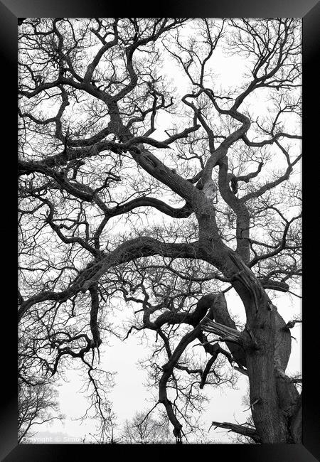 Form Pattern and texture tree profile Framed Print by Simon Johnson
