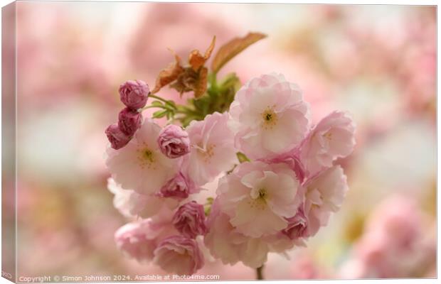 Cherry Blossom Canvas Print by Simon Johnson