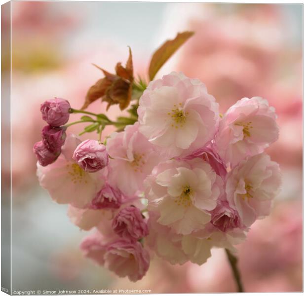 Cherry Blossom  Canvas Print by Simon Johnson