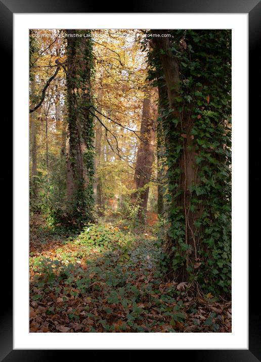 Sunlit Trail Framed Mounted Print by Christine Lake