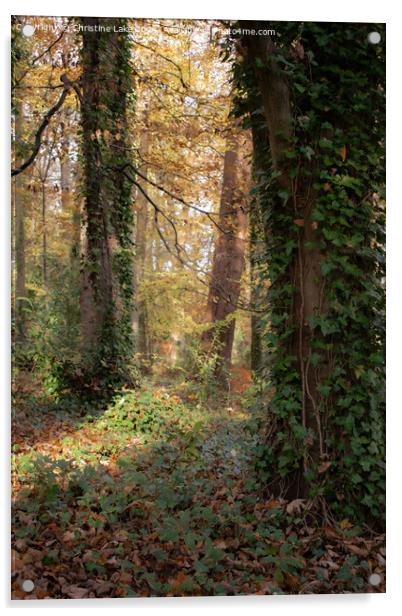 Sunlit Trail Acrylic by Christine Lake