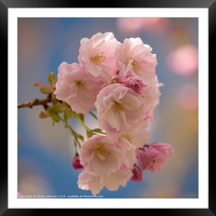 Cherry Blossom  Framed Mounted Print by Simon Johnson