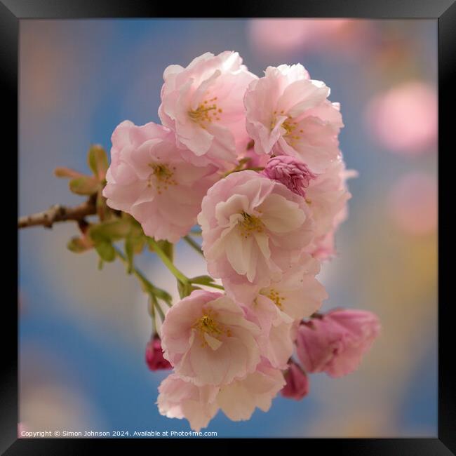 Cherry Blossom  Framed Print by Simon Johnson