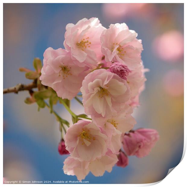 Cherry Blossom  Print by Simon Johnson