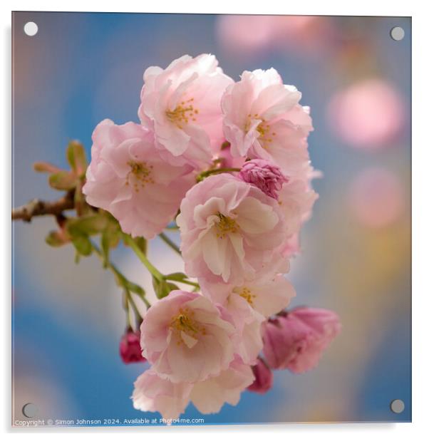 Cherry Blossom  Acrylic by Simon Johnson