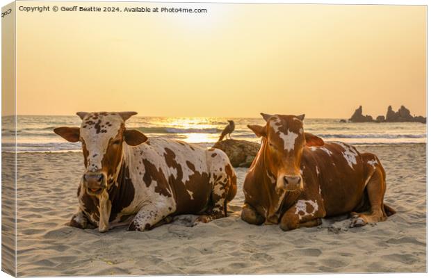 Couple of old cows chillin' on the beach in India Canvas Print by Geoff Beattie
