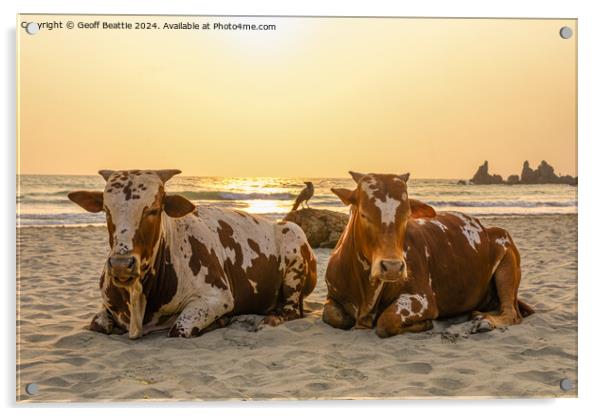 Couple of old cows chillin' on the beach in India Acrylic by Geoff Beattie