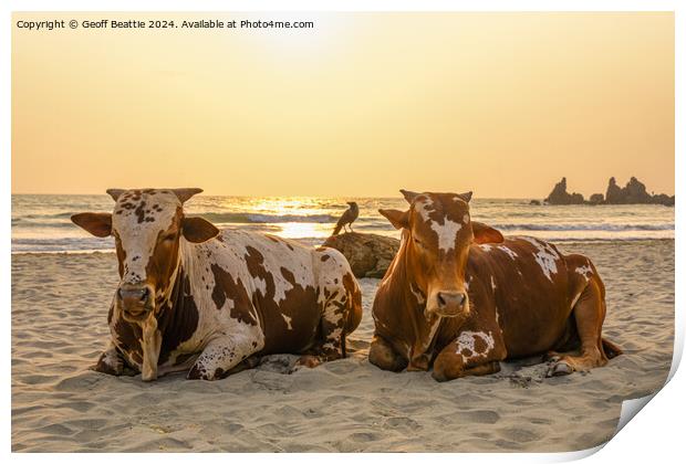 Couple of old cows chillin' on the beach in India Print by Geoff Beattie