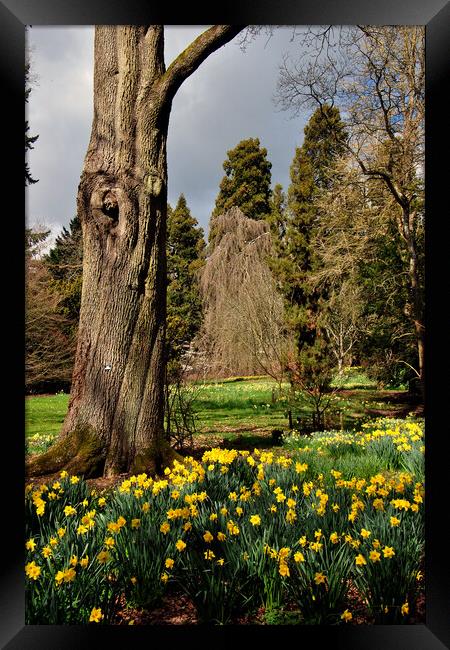 Batsford Arboretum Moreton In Marsh Cotswolds UK Framed Print by Andy Evans Photos