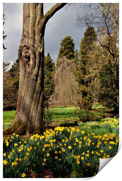 Batsford Arboretum Moreton In Marsh Cotswolds UK Print by Andy Evans Photos