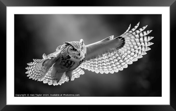 Owl in Flight Framed Mounted Print by Alan Taylor