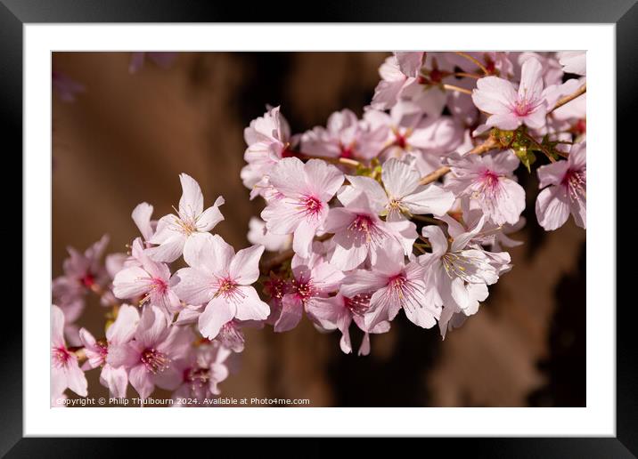 Cherry Blossoms Framed Mounted Print by Philip Thulbourn