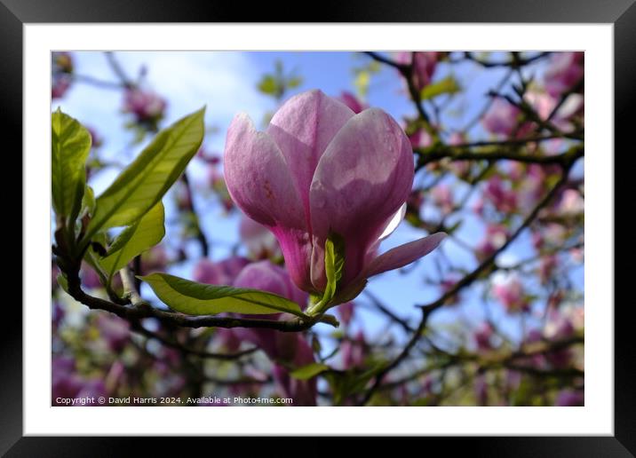 Purple Magnolia  Framed Mounted Print by David Harris