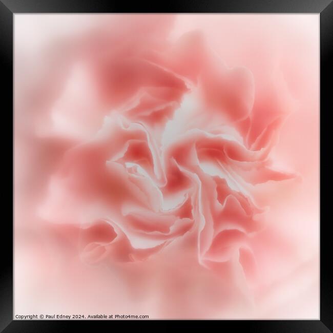 Abstract soft focus pink carnation  Framed Print by Paul Edney