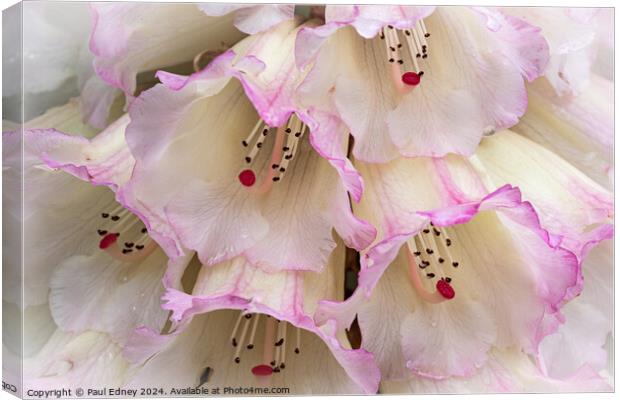 Rhododendron flowers close up Canvas Print by Paul Edney