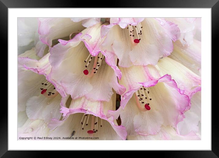 Rhododendron flowers close up Framed Mounted Print by Paul Edney