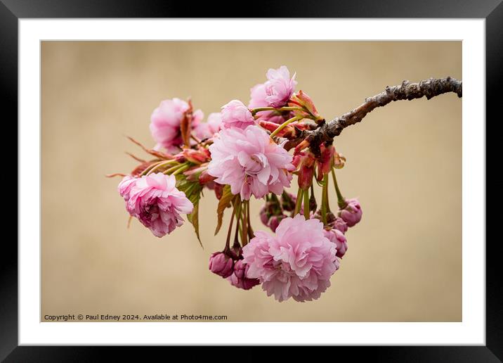 Pastel pink of Japanese flowering cherry blossoms Framed Mounted Print by Paul Edney