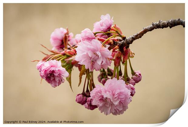 Pastel pink of Japanese flowering cherry blossoms Print by Paul Edney