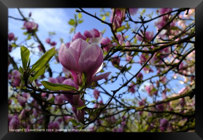 Purple Magnolia Blossom  Framed Print by David Harris