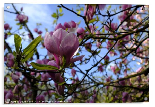 Purple Magnolia Blossom  Acrylic by David Harris