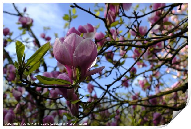 Purple Magnolia Blossom  Print by David Harris