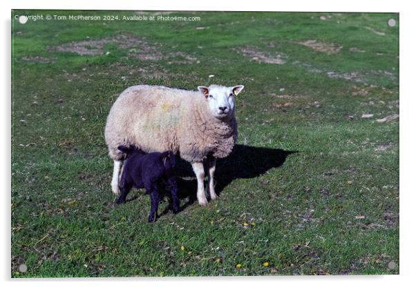 Sheep Acrylic by Tom McPherson