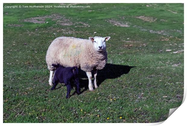 Sheep Print by Tom McPherson