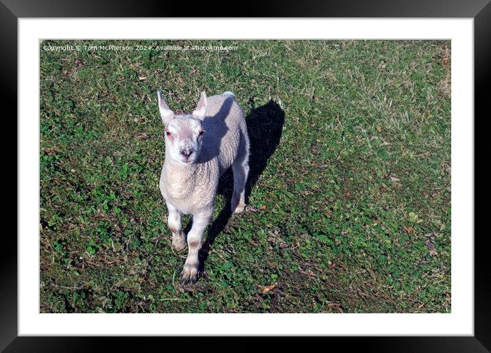 Sheep Framed Mounted Print by Tom McPherson