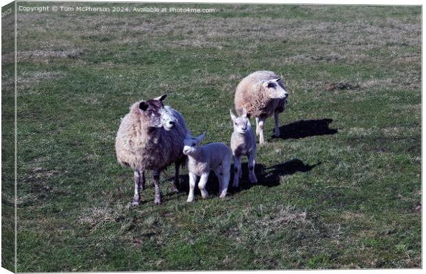 Sheep Canvas Print by Tom McPherson