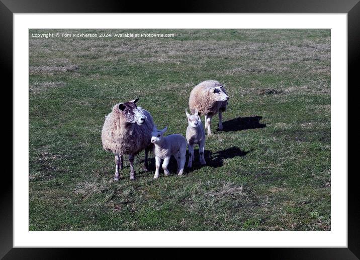 Sheep Framed Mounted Print by Tom McPherson
