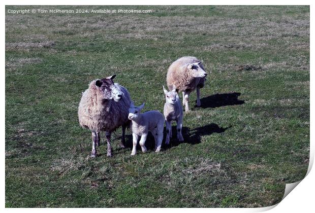 Sheep Print by Tom McPherson