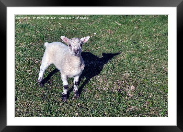 Spring Lamb Framed Mounted Print by Tom McPherson