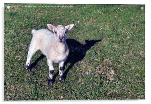 Spring Lamb Acrylic by Tom McPherson
