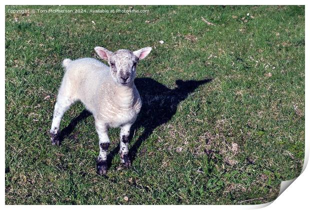 Spring Lamb Print by Tom McPherson