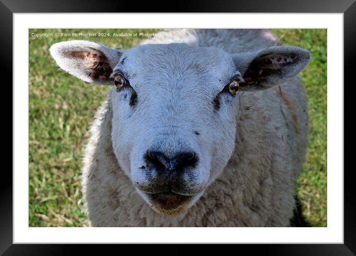 Sheep Framed Mounted Print by Tom McPherson