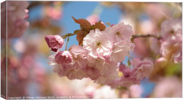 A close up of  Cherry Blossom  Canvas Print by Simon Johnson