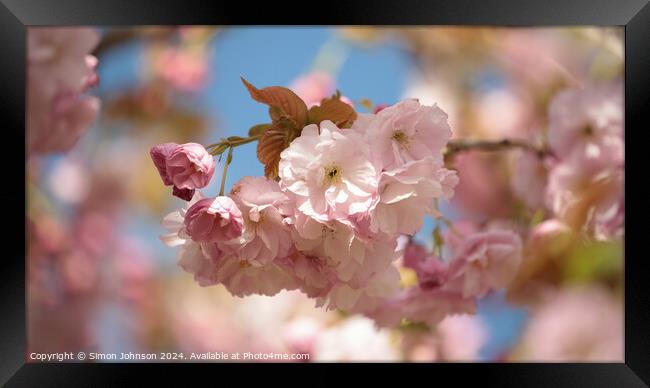 A close up of  Cherry Blossom  Framed Print by Simon Johnson