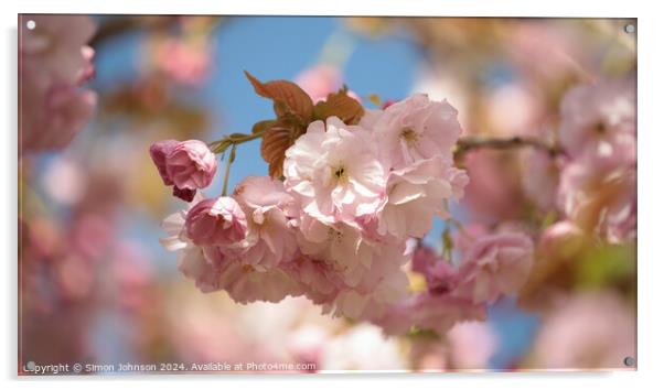 A close up of  Cherry Blossom  Acrylic by Simon Johnson