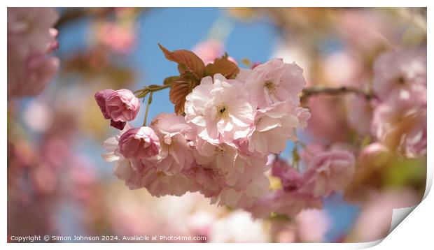 A close up of  Cherry Blossom  Print by Simon Johnson