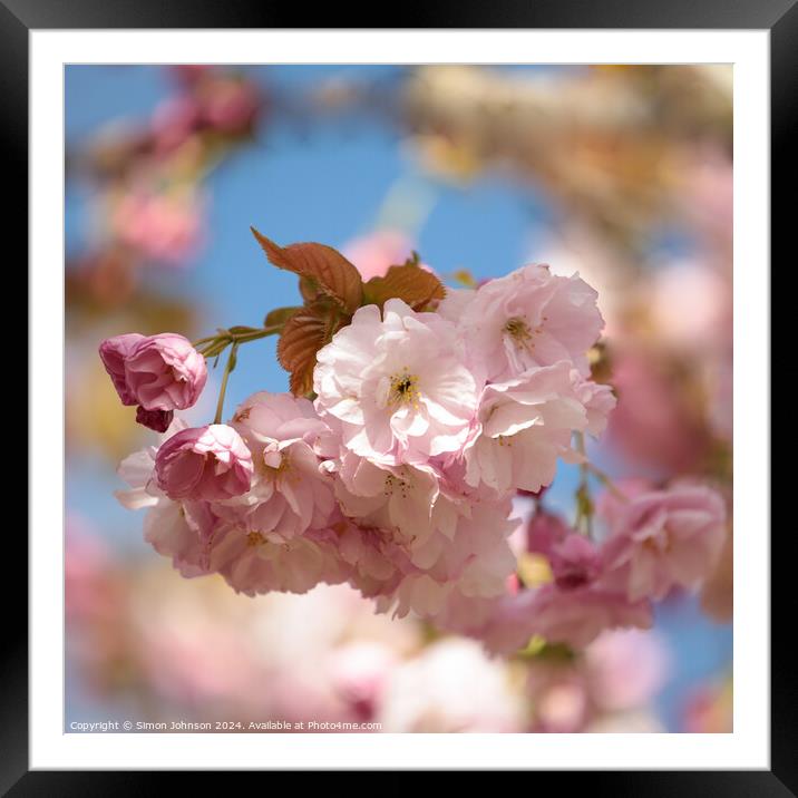 A close up of  Cherry Blossom  Framed Mounted Print by Simon Johnson